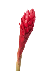 Ginger Alpinia purpurata Red
