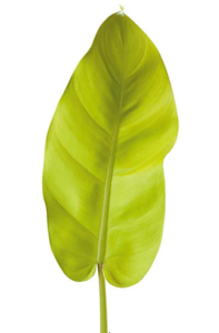 Philodendron Limn