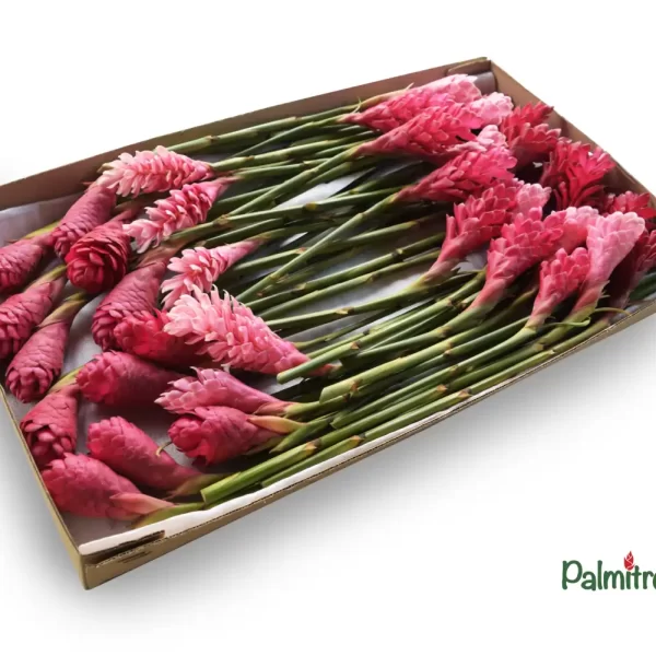 palmitropicales - Combo Gingers