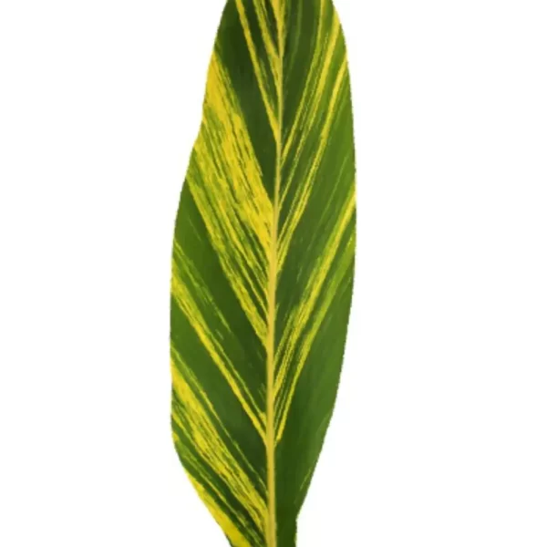 palmitropicales - Ginger Variagada